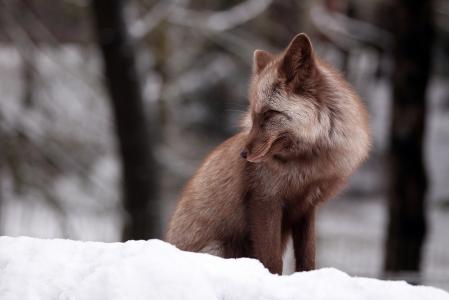 冬天，雪，狐狸