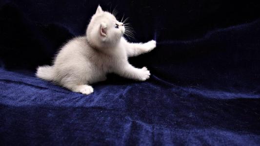 天鹅绒格子，雪白的小猫，甜美的脸蛋