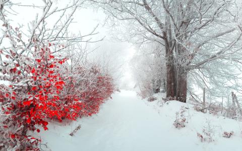 雪巷，树木，叶子，雾