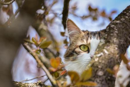 动物，猫，树，分支，叶子，眼睛