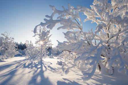 冬天，加拿大，Kakisa，树木，阳光，雪