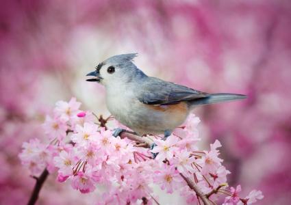 鸟，春天，分支，樱花，鲜花