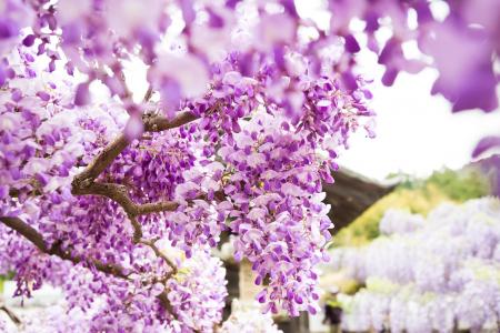 紫藤，鲜花，花瓣，开花