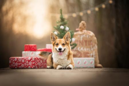 假期，新年，袋，狗，动物，狗，威尔士柯基犬，礼品，盒子