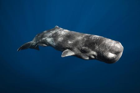 抹香鲸，Physeter macrocephalus，哺乳动物，最大的齿鲸