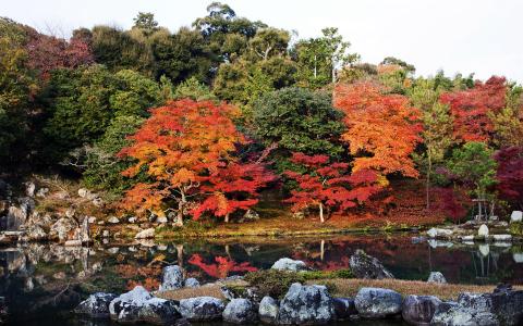 秋天，日本，池塘