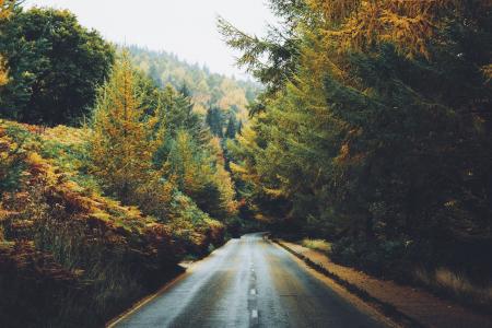 性质，秋季，道路，森林，处理