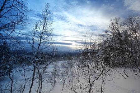 树木，雪，晚上，冬天
