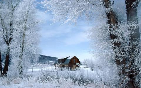 冬天，树木，雪，霜，房子，养蜂场