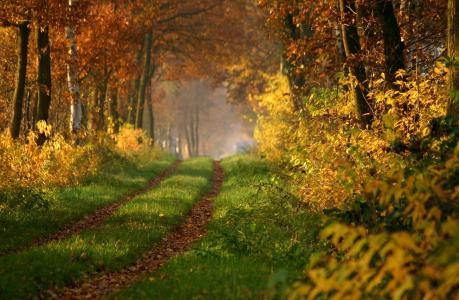 性质，路，森林，秋，美丽，宏，照片