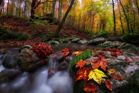 Saeed Younesi，自然，秋天，森林，小溪，石头，叶子