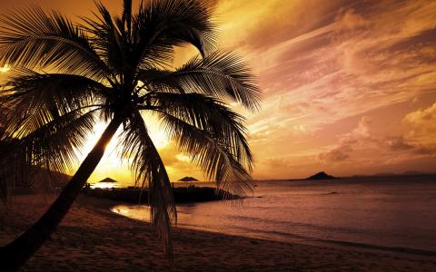 日落，海，棕榈树高清