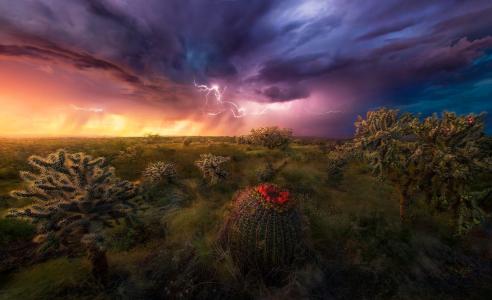 亚利桑那州的马克亚当斯，沙漠，植被，仙人掌，雷暴，闪电