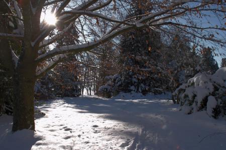 太阳，雪，树木，云杉