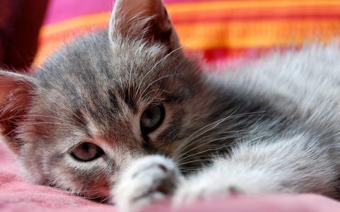 条纹的床罩，一个灰色的奇迹，一只猫