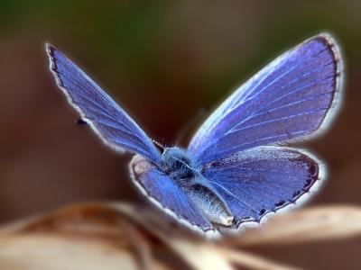 蓝色的蝴蝶，棕色背景