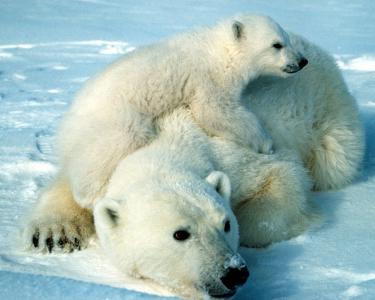 北极熊，极地，宝贝，小熊，熊
