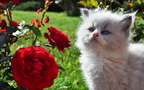 白色的小猫，猩红色的玫瑰