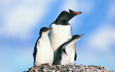企鹅，两个幼儿，光滑的外套