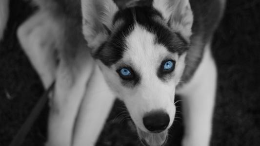 狗，疯狂的脸，蓝色的眼睛