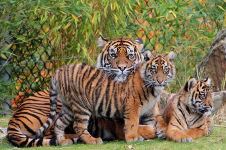 虎，美女，家庭，幼崽，母老虎