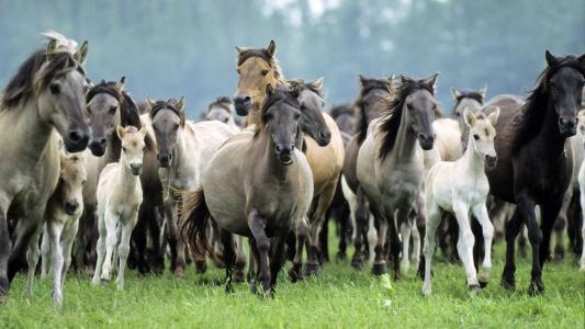 灰色，马驹，母马，马，种马，畜群，鬃毛