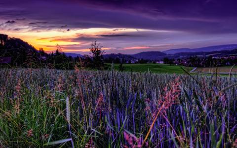 场，草，小山，天空，紫色日出