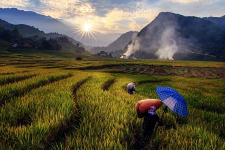 水稻丰收，梯田，越南人，团阮