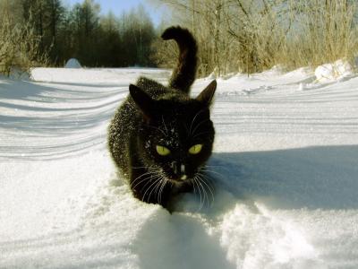 冬天，猫，森林，雪，黑猫，所有的业务