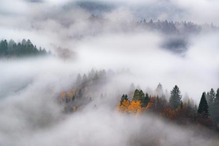 自然，雾，秋天，树木