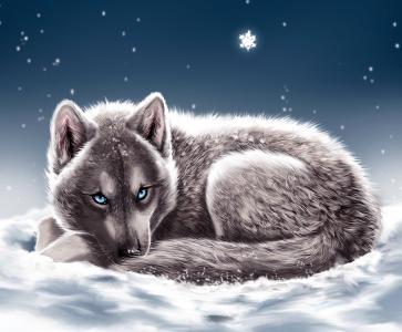 狼，谎言，雪，冬天，蓝色的眼睛，雪花，看起来