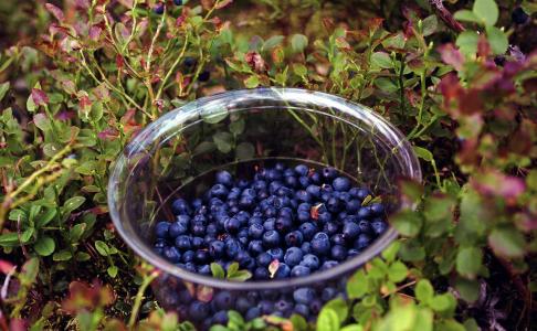 蓝莓，浆果
