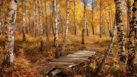 一片桦树林，一条摇摇欲坠的桥，一条金色的秋天，温和的悲伤