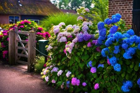 五颜六色的绣球花，在门口，荷兰