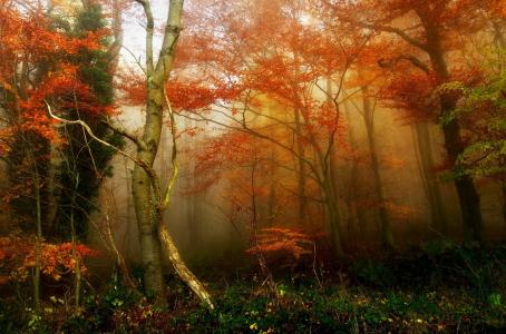 秋天，森林，树木，美女，金色的秋天