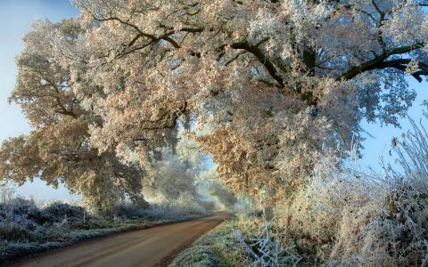 道路，树木，秋天，白霜
