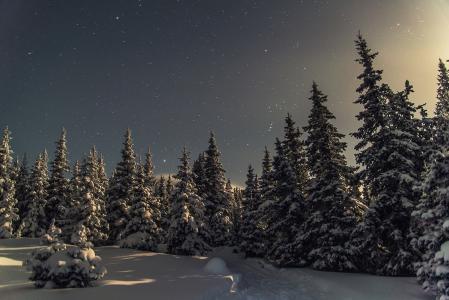 圣诞树，雪，除夕，Iremel国家公园
