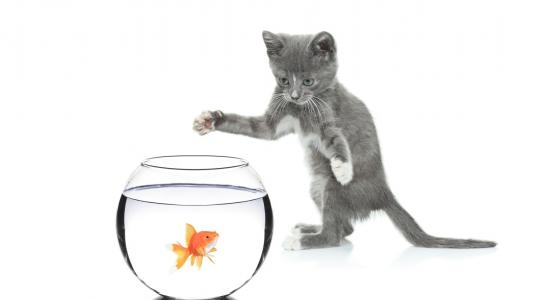 一个带鱼的水族馆，一只灰色的小猫