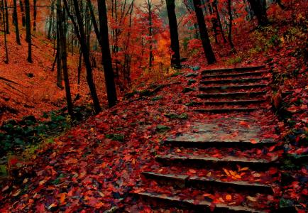 森林，秋天，叶子，树木，美女，步骤