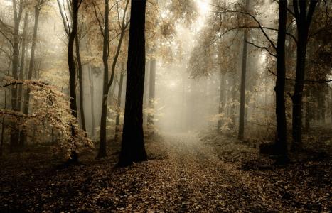 秋天，路，沉闷，一天，森林，性质