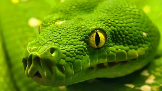 蛇，绿色