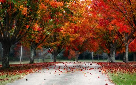 叶子，红色，树，秋天