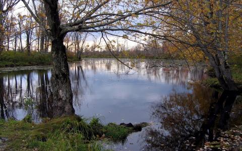 秋天的季节，湖，灰树干