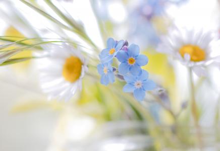 白色，蓝色，田野花