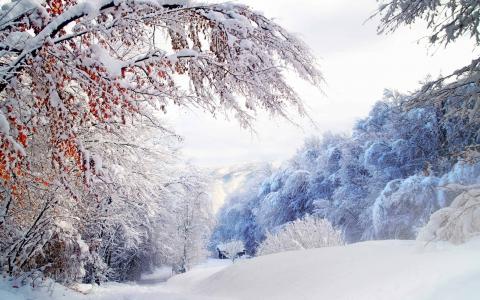 自然，冬天，雪，美丽，山，房子