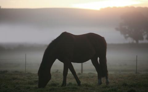 草，牧场，风景，早晨，雾，照片，马，马，场，动物