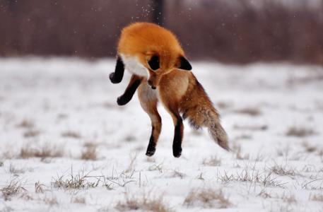 冬天，狐狸，雪，跳，场