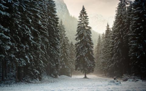 自然，森林，树木，冬天，美丽