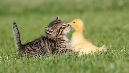 友谊，草，小猫，小鸭