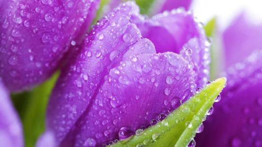 紫色郁金香，露珠，宏观